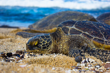 green sea turtle