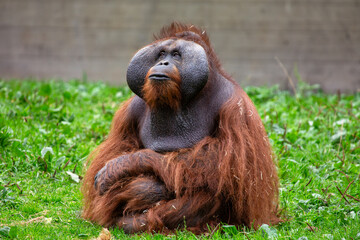 Orangutan (Pongo pygmaeus), native to Borneo and Sumatra’s rainforests