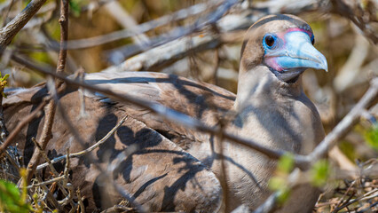 Die Vogelwelt der Galapagos Inseln