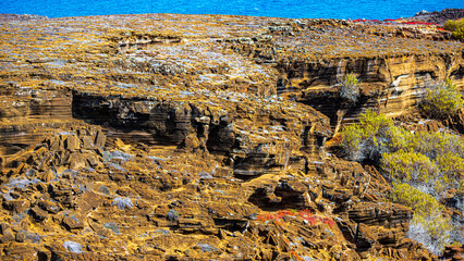 Die Vogelwelt der Galapagos Inseln