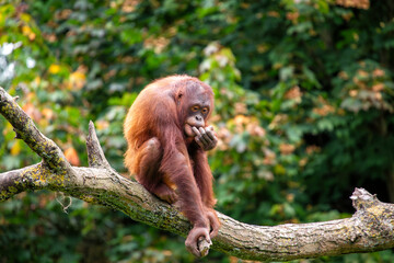 Orangutan (Pongo pygmaeus), native to Borneo and Sumatra’s rainforests