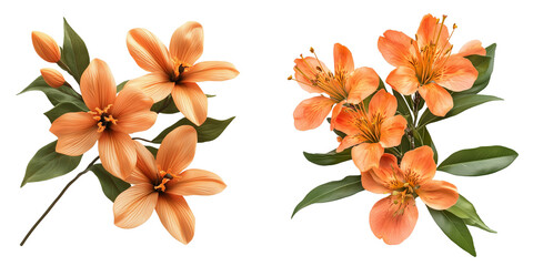 Obraz premium Realistic Orange Lily and Alstroemeria Flowers on Transparent Background