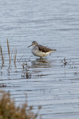 Greenshank (Tringa nebularia), found in wetlands across Europe, Asia, and Africa.