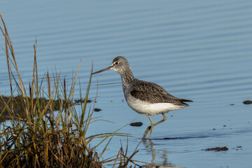 Greenshank (Tringa nebularia), found in wetlands across Europe, Asia, and Africa.
