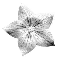 black-white platycodon flower isolated white background