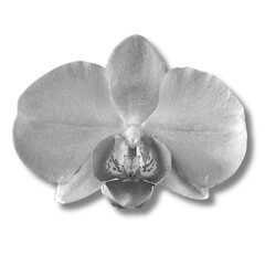 black-white orchid flower isolated white background with shadow