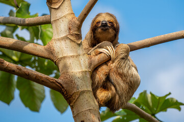 Cute sloth (Bradypus) hanging on tree branch with funny face look, perfect portrait of wild animal in the Rainforest