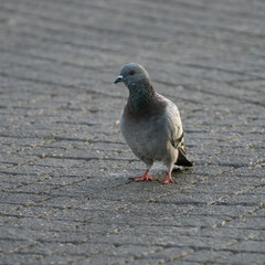 A Pigeon Walking on a Street