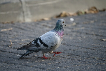 A Pigeon Walking on a Street