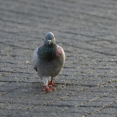 A Pigeon Walking on a Street