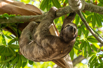 Cute sloth (Bradypus) hanging on tree branch with funny face look, perfect portrait of wild animal in the Rainforest