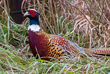 pheasant