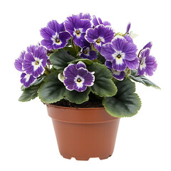 Vibrant Potted African Violet Plant Isolated on Transparent Background