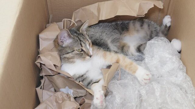 Curious cat plays in a cardboard box filled with packing paper and bubble wrap in a cozy indoor space