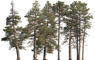 Set of Pinus contorta (common names lodgepole pine and shore pine, twisted pine, contorta pine)...