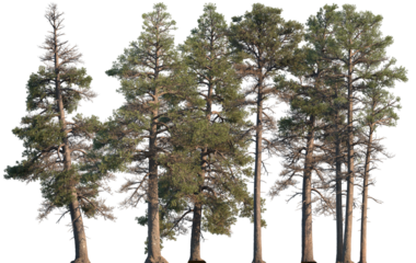 Set of Pinus contorta (common names lodgepole pine and shore pine, twisted pine, contorta pine) frontal set trees isolated png on a transparent background perfectly cutout