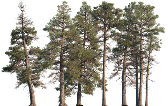 Set of Pinus contorta (common names lodgepole pine and shore pine, twisted pine, contorta pine) frontal set trees isolated png on a transparent background perfectly cutout