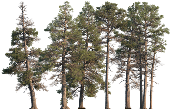 Set of Pinus contorta (common names lodgepole pine and shore pine, twisted pine, contorta pine) frontal set trees isolated png on a transparent background perfectly cutout