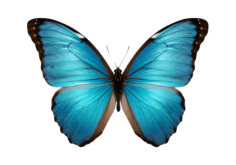 Greenish blue unique butterfly isolated on transparent background, butterfly png
