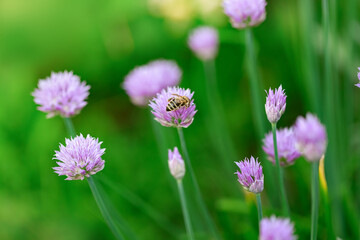 Chives, scientific name Allium schoenoprasum. There is a bee on a flower of the plant. Chives are a commonly used herb, especially for culinary purposes.
