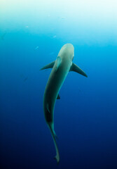 underwater view of a shark