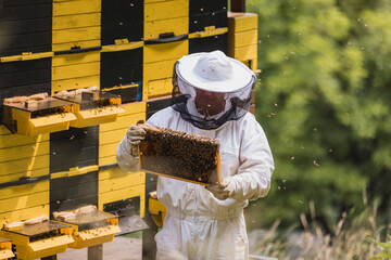 Beekeeper in full protective gear standing in front of beehive boxes, holding and inspecting a...