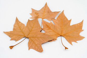 Leaves on white background