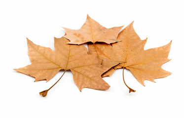 Leaves on white background