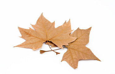 Leaves on white background