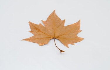 Leaves on white background