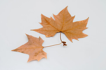 Leaves on white background