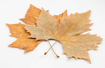 Leaves on white background
