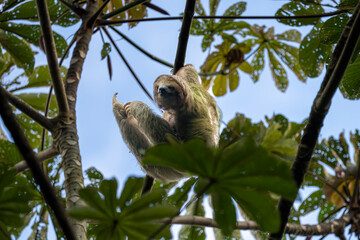 A sloth hangs upside down from a tree branch, surrounded by green leaves and a blue sky..