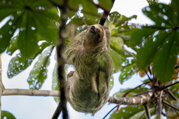 A sloth hangs upside down from a tree branch, surrounded by green leaves.