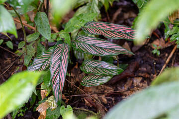 Close-up of green leaves with pink stripes in a lush, tropical setting..