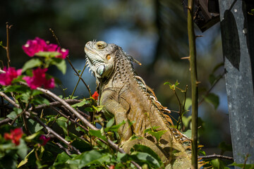 An iguana rests among branches and pink flowers, looking upward..