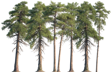 Set of Pinus lambertiana (commonly known as the sugar pine or sugar cone pine) frontal isolated png on a transparent background perfectly cutout