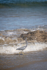 A heron wades in the surf.