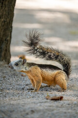A squirrel with a bushy tail stands alert on a gravel path.
