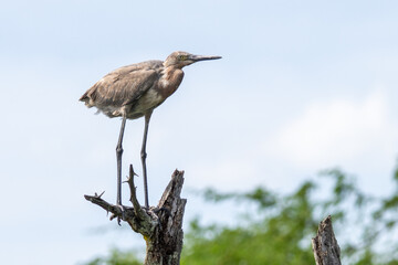 A reddish heron perches atop a dead tree branch, scanning the horizon..