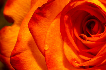 close up of a rose