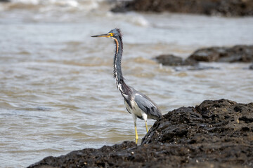 A tricolored heron stands on a dark rock near the water's edge..