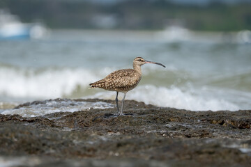 A curlew stands on a rocky shore as waves crash behind it..