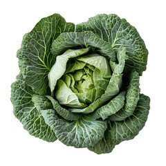 Obraz premium isolated head of green cabbage
