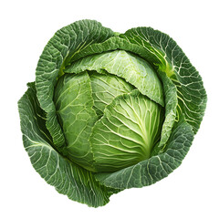 Fototapeta premium isolated head of green cabbage