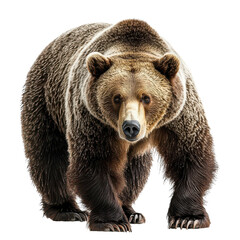 Obraz premium 3D Spruce Tree isolated on transparent background, PNG