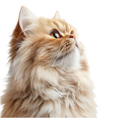 A Blue Whale isolated on transparent background, PNG