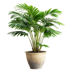 A Tropical Palm Plant with Large Fronds Isolated on Transparent Background