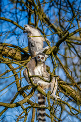 Two Alert Ring-Tailed Lemurs Perched among Mossy Branches in a Vivid Madagascar-Inspired Scene that Highlights Bright Eyes, Striped Tails, and Primate Charm
