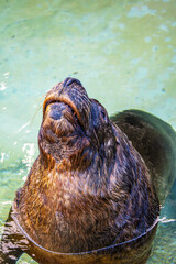 A playful South American sea lion Otaria flavescens surfaces with whiskered muzzle held high revealing sleek wet fur in a moment of aquatic grace